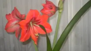 Амариллис.