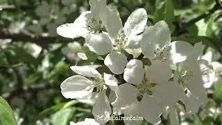 Цветущий город