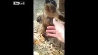 Мартышка забавляется с листьями