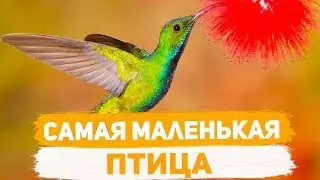 Самая маленькая птица в мире