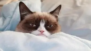 Cats with Printer Compilation Funny | Funny cat videos | Cute cats videos