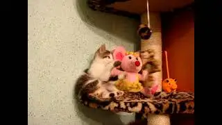 КОТЕНОК  ВАСЬКА