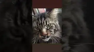 Кiт, живи жизнь | #Shorts