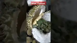 NGAK SABAR LIHAT ISI DURIAN KAMPUNG🤤🤤🤤#shortvideo