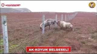 Akkoyunlar BELGESELİ