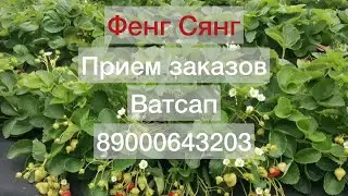 Фенг Сянг🍓. Видео отзыв подписчицы Ирины из Магнитогорска💝