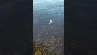 Большой дохлый лещь дрейфует по Волге