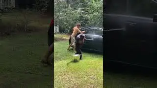 chimpanzee learns to wash his own car