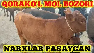 QORAKOʻL MOL BOZORI YOSH BUQACHA VA YOSH GʻUNAJINCHA NARXLARI