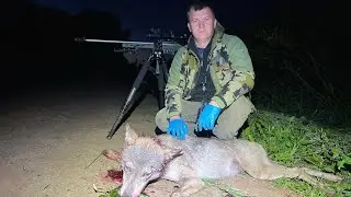 Охота   На волка
