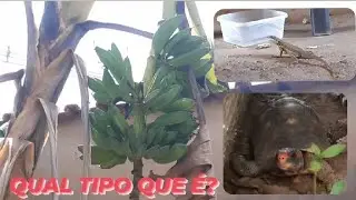 INTEGRANTES NOVOS EM CASA ?  QUAL ESPÉCIE É ESSE PÉ DE BANANA ?