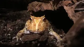 PACMAN FROG CARE