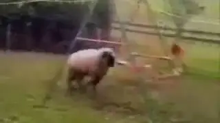 Бешенный баран:))) Смешное видео, видео прикол:)