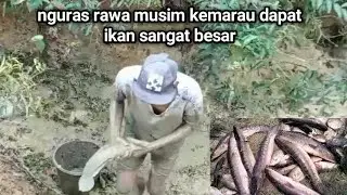 nguras danau buaya