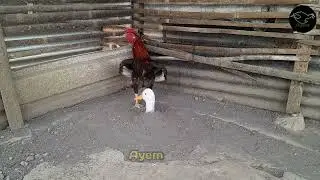 chicken bites doll's head
