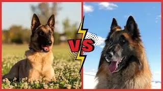 Malinois Belge Vs Berger Belge