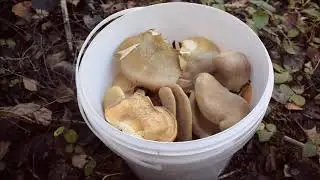 Грибы ноября. Фламмулина, вёшенки, лисички, польский