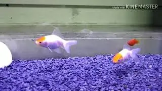 Red cap goldfish and balloon platy