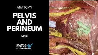 Pelvis and perineum: male