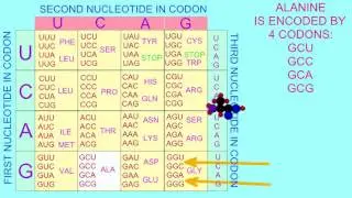 DNA CODE IS UNIVERSAL