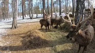 «Бархатные рога» — оленья ферма на юге Урала./30.03.2024