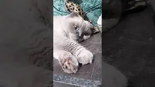 без интернета😬🤗#cat#cuteanimal#котики#смешныекошки#юмор#