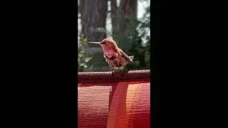 Juvenile Calliope Hummingbird