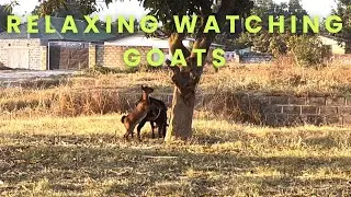 Relaxing, watching goats