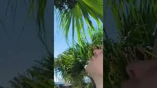 что это такое на пальме?