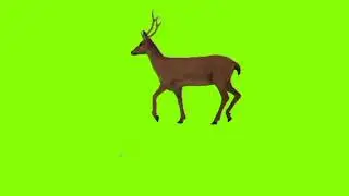 Deer Green Screen Video | Green Screen Studio