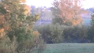 Лось в Талалаевке