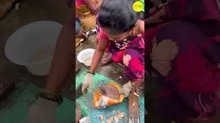 KASIMEDU SEASNAIL FISH CUTTING VIDEO #kasimeduselvam #shorts #bigfishcutting #youtube #bigfish