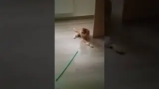 Рыжий, опять рыжий