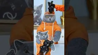 Amazing Cat Juicer!😺🍹 Satisfy Your Sweet Tooth🦷 