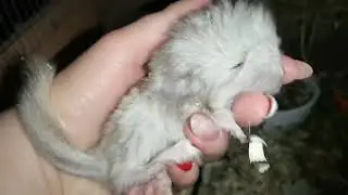 Шиншиллёнку 3 дня