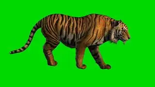 Tiger walking green screen video