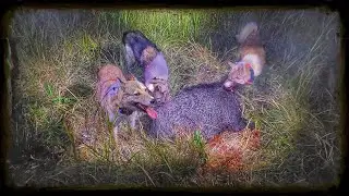 Охота на кабана с лайками