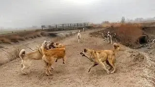 HIRCHO FIGHTING ALONE AGAINST OTHER SHEPHERDS' DOGS