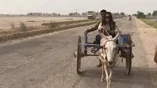 Donkey Riding