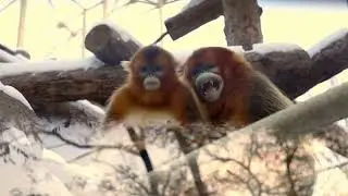 Смешные обезьянки, приколы с животными.