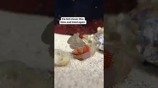 This hermit crab is very quick and scrappy #petoctopus #octopus #sheldontheocto