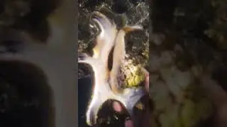#lowtide