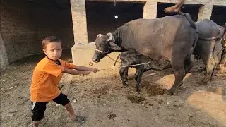 Dupahar ki routine | Village Routines work | Chacha Bhatija