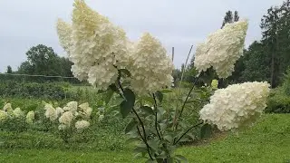 Черенки метельчатой гортензии после зимы.