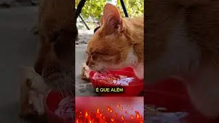 DOG VS CAT! 