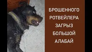 БЕЗДОМЫШ ГНИЕТ. ОН ПРИШЕЛ ПРОСИТЬ ПОМОЩИ