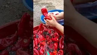 Salçalık Biber 🌶️ Salça Yapımı 🌶️🔥