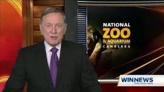 Siamang Baby - WIN News