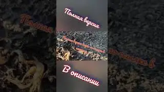 Японский гость на Смоленщине. #shorts