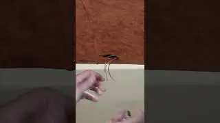 JBugs - Headliner Installation - Door Accessories Installation